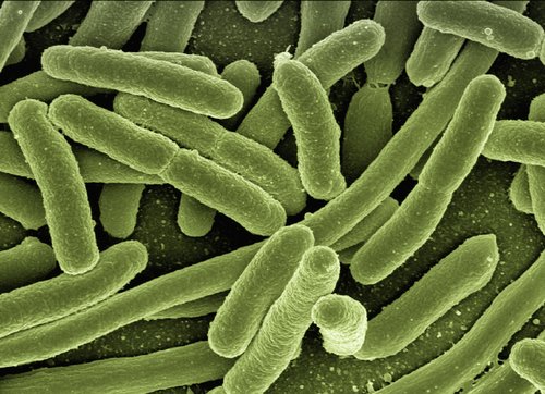 Bakterie jako pomocník a nepřítel člověka